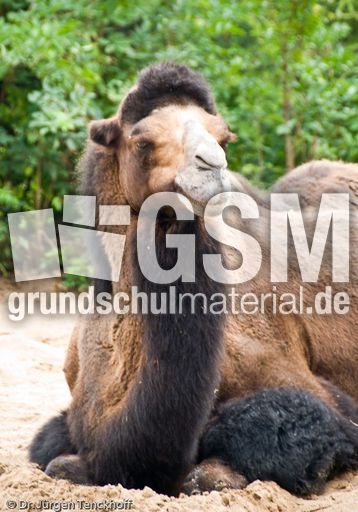 Kamel (11 von 108).jpg